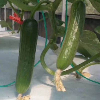 瓜果類(lèi)氣霧培